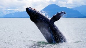 Alaskan Whale Watching Jet Boat Tours