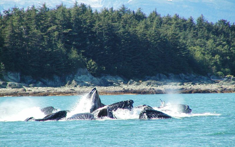 alaska orca tour