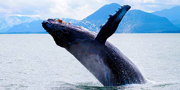 3-Hour Whale Watching Tour