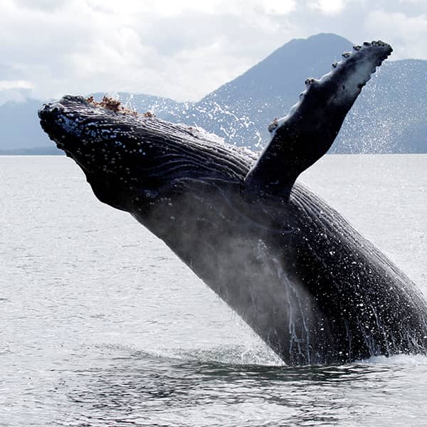 The Soundtrack to Your Whale Watching Adventure
