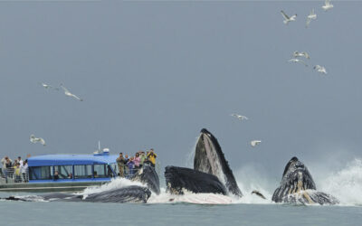 Types of Whales and Marine Life in Alaska